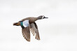 Male Blue-winged Teal (Spatula discors) in flight - Florida