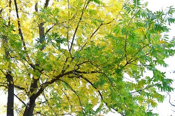 Canvas Print - Chinese pistache ( Pistacia chinensis ) Autumn leaves. Anacardiaceae dioecious deciduous tree. It is considered a sacred tree of learning because it is planted in the temple of Confucius in China.