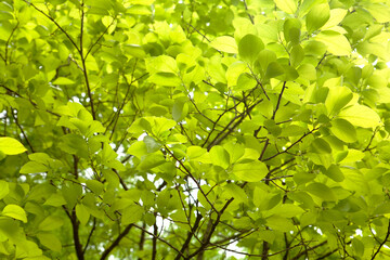 Sticker - leaves of a persimmon tree