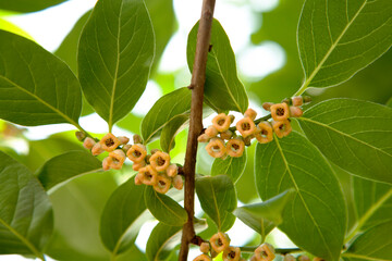 Poster - flowers of the persimmon tree