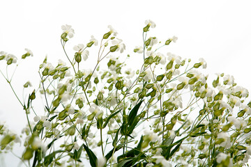 Canvas Print - bouncing Bet flowers