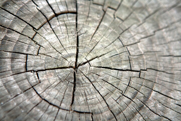 Sticker - cross section of tree