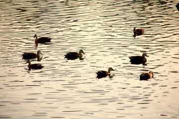 Wall Mural - wild duck on the river