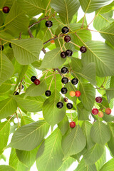 Canvas Print - fruits of a cherry tree