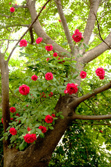 Canvas Print - red rose bush