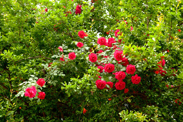 Poster - red rose bush