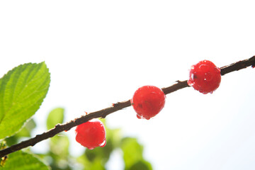 Wall Mural - red cherries