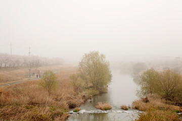 Wall Mural - morning in the fog