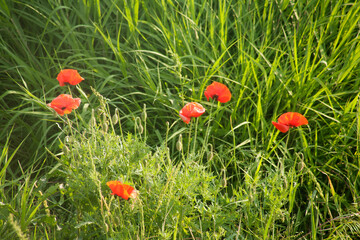 Poster - field of red poppies