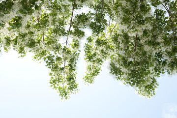 Canvas Print - Chionanthus retusa flowers