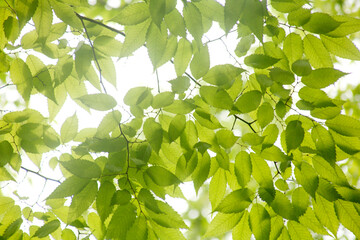 Wall Mural - leaves of a zelkova tree