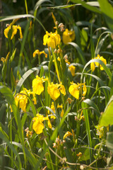 Poster - sweet flag flowers