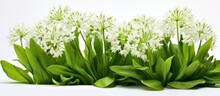 Wild Garlic, Also Called Ramson Or Cowleekes, Grows In Woodlands. Close-up Of White-flowered Wild Herbs.