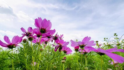 Wall Mural - 4K pink cosmos flowers blue sky clouds Nature background