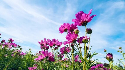 Wall Mural - 4K pink cosmos flowers blue sky clouds Nature background