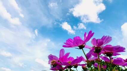 Wall Mural - 4K pink cosmos flowers blue sky clouds Nature background