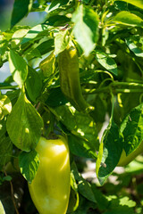 Sticker - green pepper in the garden