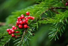 A Green Branch With The Red Berries Of European Yew Or Taxus Baccata Tree, Generative AI