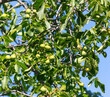Walnuts on a tree against a blue sky