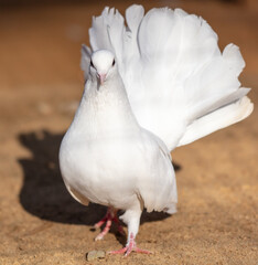 Wall Mural - Portrait of a white pigeon on a farm