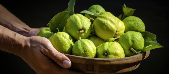 Poster - Farmers collect guava fruits, offering a variety of fresh exotic fruits.