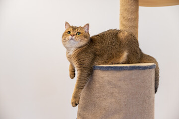 Canvas Print - British shorthair cat lying on cat climbing frame