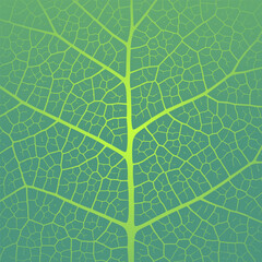 Wall Mural - leaf vein texture abstract background with close up plant leaf cells ornament texture pattern.