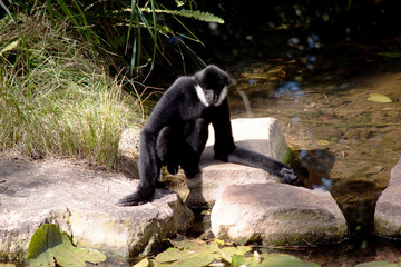 Wall Mural - the male white cheeked gibbon has a black body and white around his cheeks