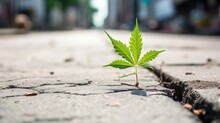 Cannabis Leaf Plant Breaking Through The City Asphalt Background. Green Hemp Leaves Growing On Crack Street.