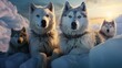A team of husky sled dogs rest on sea ice, Greenland.