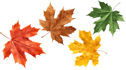 Wall Mural - maple leaves, four different colored maple leaves