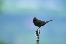 A Male Blackbird Resting On A Pole