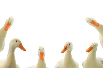 Wall Mural - portrait ducks white isolated on white background