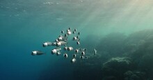 A Group Of Bonito Fish Swimming With Mouths Open To Collect Eatables.
