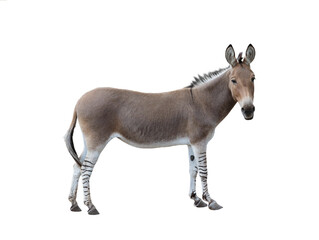 Wall Mural - donkey isolated on white background