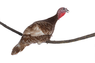 Poster - red bourbon turkeys female sitting on a tree branch isolated on a white background