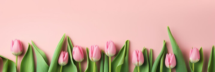  pink tulips background with copy space, spring banner, 8 of March feminine banner 