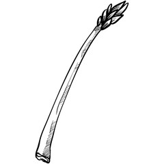 asparagus handdrawn illustration