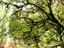 Portugal, Madeira, Ancientmoss-coveredlaurel Trees On Madeira Island