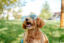 Cute Poodle Dog Wearing Sunglasses In Park