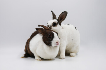 Easter, black and white striped rabbits and white rabbits standing and playing, on a white background.