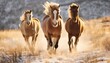 group of three wild horses running towards the camera over a dry plain
