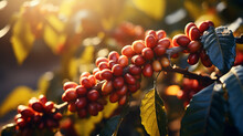 Close Up Fresh Organic Red Coffee Cherries, Raw Berries Coffee Beans On Coffee Tree Plantation.