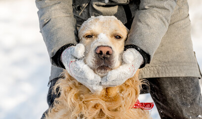 Wall Mural - Female Hands In Gloves Hold A Golden Retriever'S Muzzle In Winter, Surrounded By Lots Of Snow