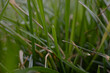 Grass in the wind close-up. Green background 
