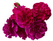 Beautiful bouquet of four magenta roses isolated on white background. Detail for creating a collage