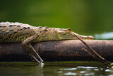 Caiman crocodilus descansando encima de un tronco en el rio de la peninsula de osa en estado salvaje