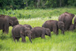 Herd of wild Asian elephants eating grass