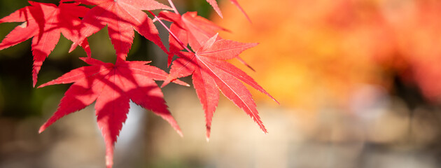 Wall Mural - beautiful maple leaves on the tree in autumn season.