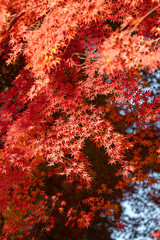 Wall Mural - beautiful maple leaves on the tree in autumn season.